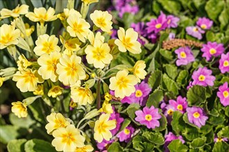 Primrose or primula in the spring garden. Purple, pink, yellow, white primroses in spring garden