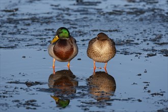 Mallard duck (Anas platyrhynchos) adult male and female birds standing on a frozen lake, England,