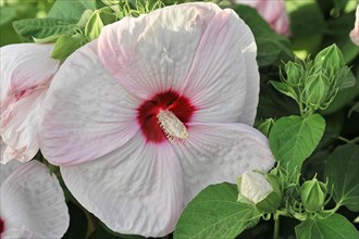 Flowering Hibiscus cultivar Red Heart (Hibiscus syriacus cultivar Red Heart) Florence, Tuscany,