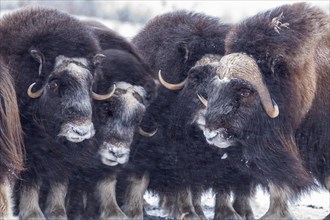 Musk oxen (Ovibos moschatus), herd in a snowstorm, standing, portrait, North Slope, Alaska, USA,