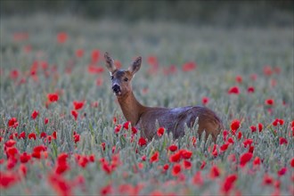 Roe deer (Capreolus capreolus) adult female doe in a wheat field with flowering poppies, Suffolk,