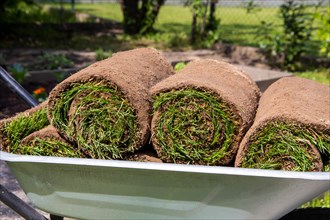 New turf for the garden. The rolls of turf are ready for laying in the wheelbarrow