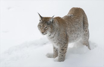 Eurasian lynx (Lynx lynx) standing in the snow and looking attentively, Germany, Europe