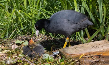 Common coot (Fulica atra) with chicks