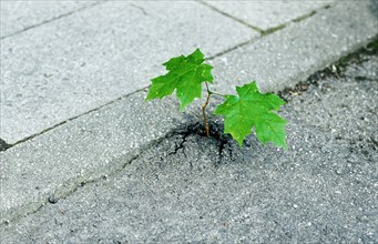 Small sycamore maple tree (Acer pseudoplatanus) seems to break through asphalt, Bavaria, Germany,