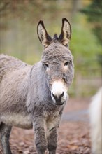 Donkey (Equus africanus asinus), portrait, Bavaria, Germany, Europe