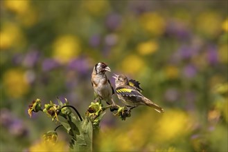 A sparrow sits on a plant with yellow and purple flowers in the background, goldfinch feeds the