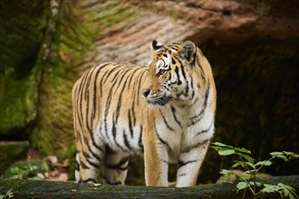 Siberian tiger (Panthera tigris altaica) standing behind a tree trunk, captive, Germany, Europe