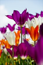 Blooming tulips, lakeside promenade, Ueberlingen, Lake Constance, Baden-Wuerttemberg, Germany,