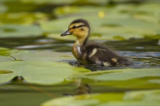 Mallard duck (Anas platyrhynchos) juvenile baby duckling walking on a Water lily plant leaf on a