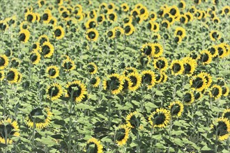 Sunflower field, sunflowers (Helianthus annuus), landscape south of Montepulciano, Tuscany, Italy,
