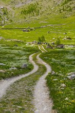 Hiking trail, path, hiking, hike, nature, Alps, outdoor, active holiday, walk, footpath, flower