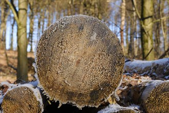 Felled tree trunks, cut surface with hoarfrost, close-up, Arnsberg Forest nature park Park,