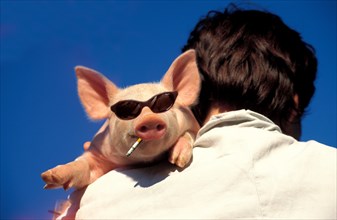 Piglet with sun glasses