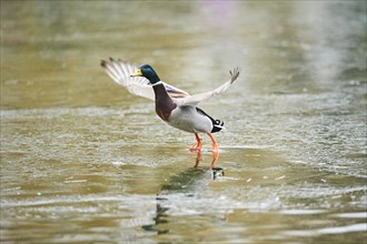 Wild duck (Anas platyrhynchos) male starting from a lake, flying, Bavaria, Germany, Europe