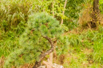 A small pine tree resembling a bonsai with dense green needles in a natural setting, in South Korea