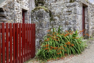 Granite house with red fence and montbretias (Crocosmia), Ile de Brehat, Brittany, France, Europe