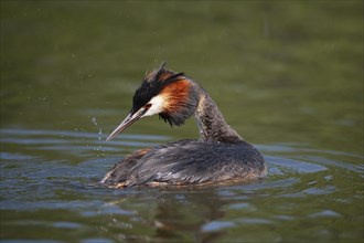 Great crested grebe (Podiceps cristatus) adult bird preening its feathers on a lake, England,