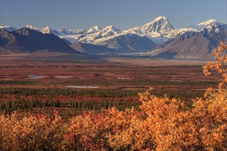 Autumn coloured tundra in front of mountains, Denali Highway, Alaska Range, Alaska, USA, North