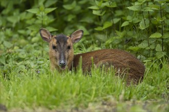 Muntjac deer (Muntiacus reevesi) adult sitting in grassland, Norfolk, England, United Kingdom,