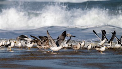 Numerous gulls (Larinae) in front of the surf on the beach, Monte Real, Portugal, Europe