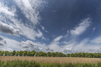 Avenue of large-leaved lindens (Tilia platyphyllos) Cornfield and cloudy sky, Rehna,