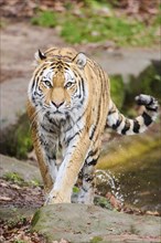 Siberian tiger (Panthera tigris altaica) walking out of the water, captive, Germany, Europe