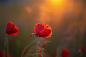 Red glowing poppies in the warm light of the sunset with a softly drawn background, poppy (Papaver)