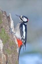 Great spotted woodpecker (Dendrocopos major), male, sitting attentively on dead wood, Wilnsdorf,