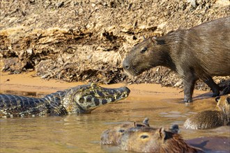 Capybara (Hydrochaeris hydrochaeris) Spectacled caiman Pantanal Brazil