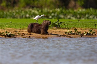 Capybara (Hydrochaeris hydrochaeris) Cattle egret (Bubulcus ibis) Pantanal Brazil