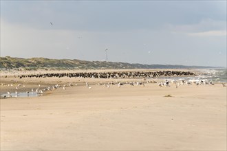 Flock of cormorants on the Danish North Sea coast, Oksbol, Region Syddanmark, Denmark, Europe