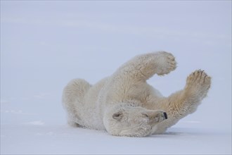 Polar bear (Ursus maritimus), rolling in the snow, funny, Kaktovik, Arctic National Wildlife