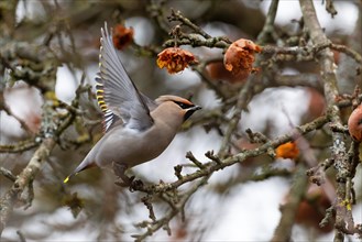 Bohemian waxwing (Bombycilla garrulus) on take-off, winter visitor, invader, Thuringia, Germany,