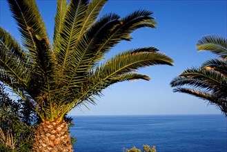 Palm trees ocean and blue sky, La Palma, Canary Islands, Spain, Europe