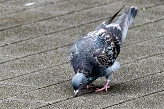 Pigeon eats on the paving stones