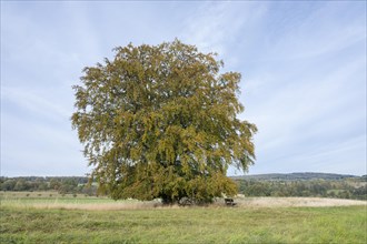 Common beech (Fagus sylvatica), solitary tree in autumn, bench, Thuringia, Germany, Europe