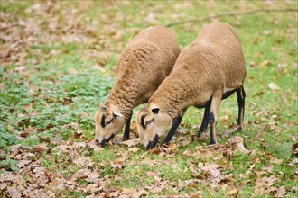 Female Cameroon sheeps (Ovis aries) on a meadow, Bavaria, Germany, Europe