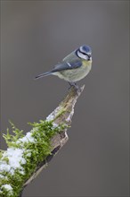 Blue tit (Cyanistes Caeruleus) adult bird on a snow covered tree stump, England, United Kingdom,