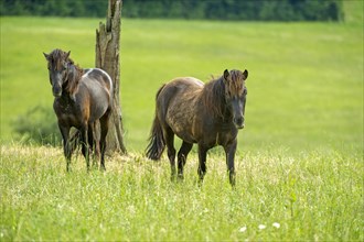 Domestic horses (Equus caballus) in front of tree stump on pasture, hill, Nidda, Hesse, Germany,