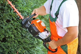 Man cutting hedges and greenery