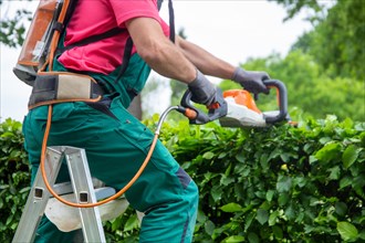 Gardener trimming hedges with hedge trimmers