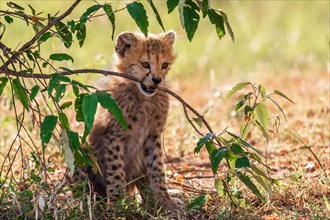 Cute Cheetah cub (Acinonyx jubatus) biting in a tree branch in the savanna, Maasai Mara, Kenya,