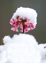 (Viburnum farreri) Duft-Schneeball with snow in early spring