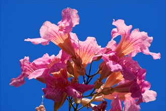 Pink trumpet vine (Podranea ricasoliana) La Palma, Canary Islands, Spain, Europe