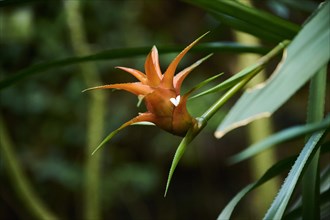 Droophead tufted airplant (Guzmania lingulata) flower growing in a greenhouse, Bavaria, Germany,