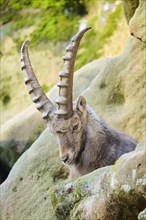 Alpine ibex (Capra ibex) male lying on a rock, Bavaria, Germany, Europe