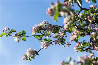 Blooming apple trees in spring park