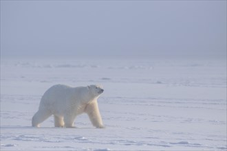 Polar bear (Ursus maritimus), walking in pack ice, Kaktovik, Arctic National Wildlife Refuge,