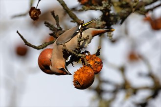 Bohemian waxwing (Bombycilla garrulus) feeding on apples, winter visitor, invasion bird, Thuringia,